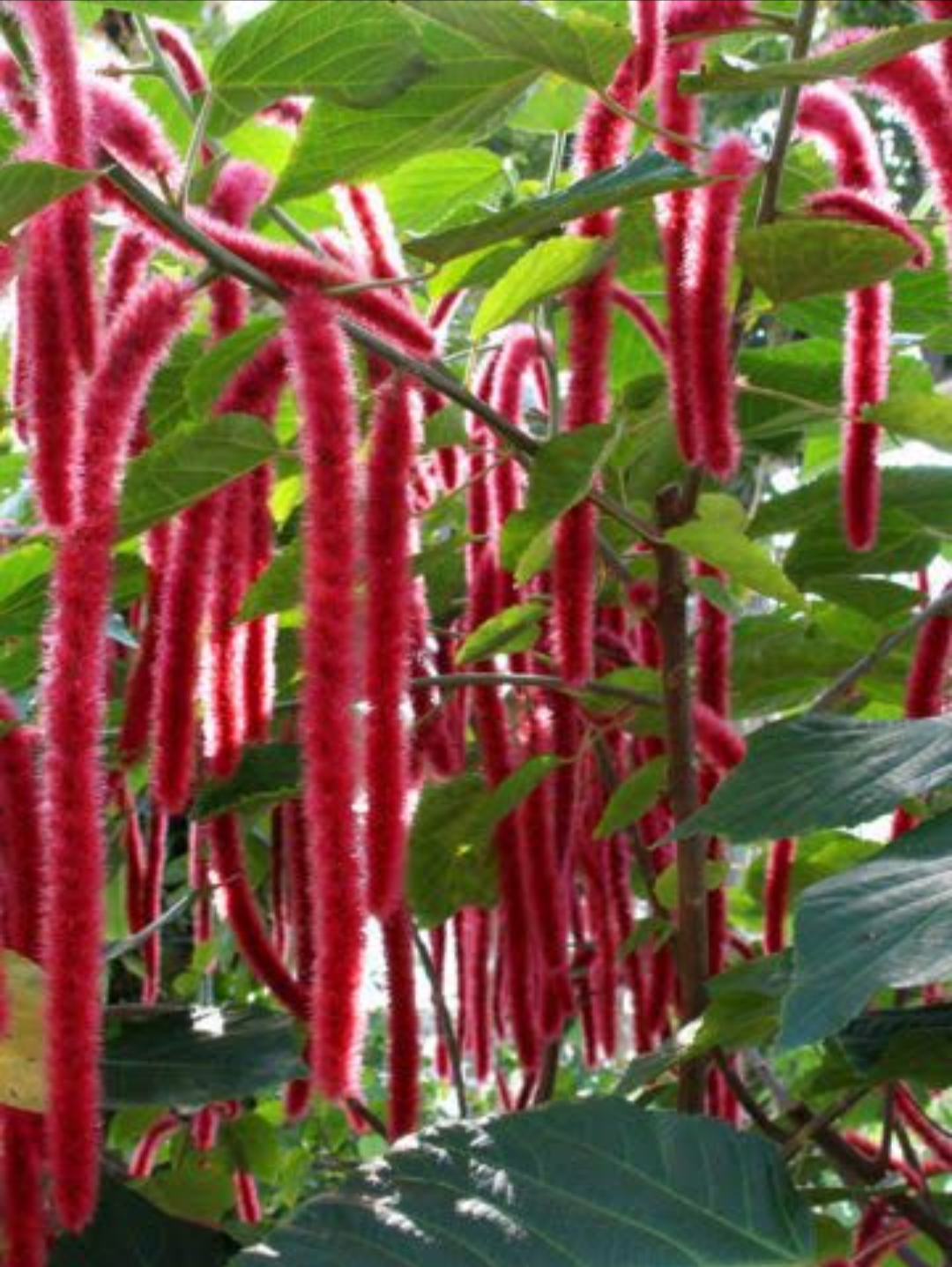 Acalypha Hispidia