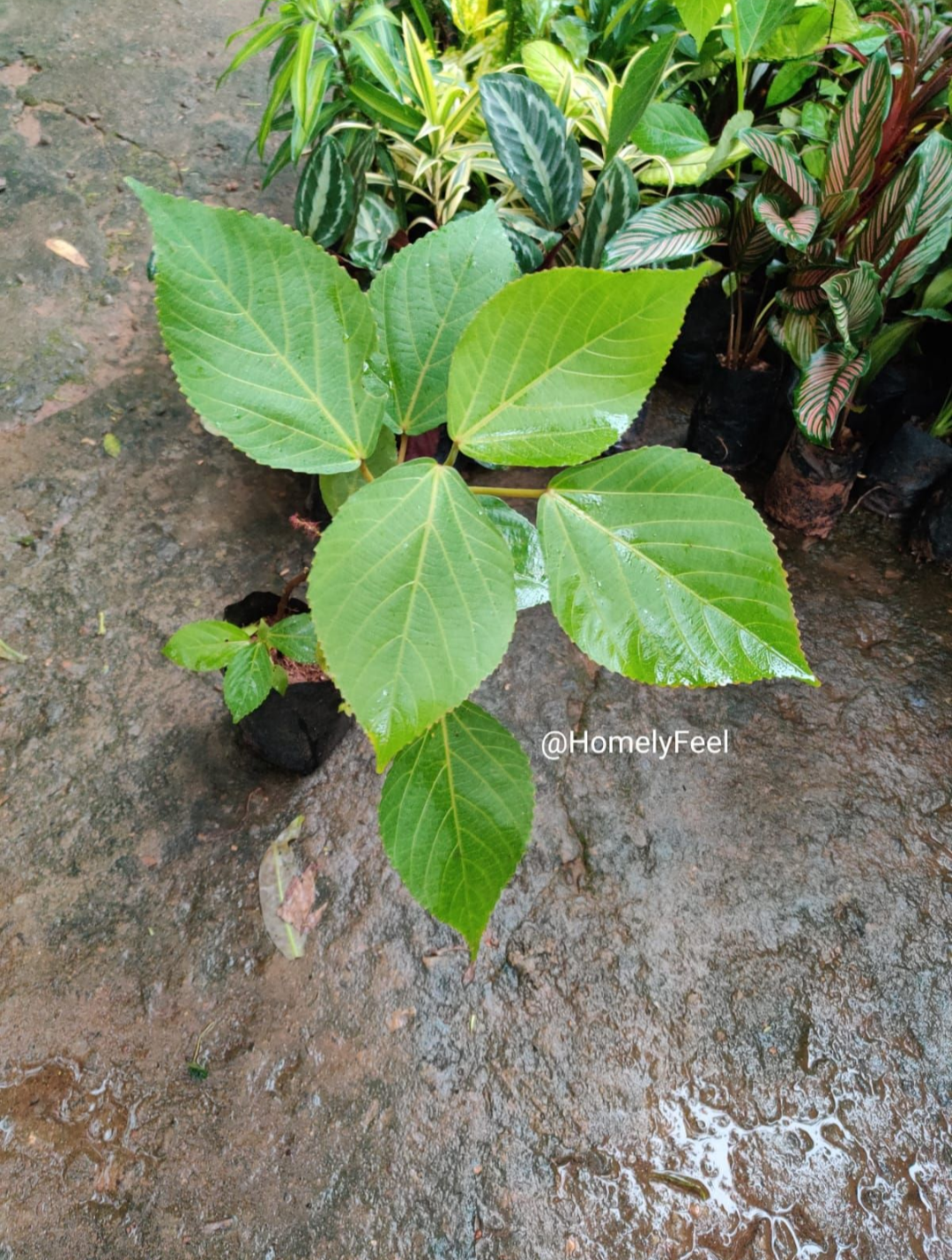 Acalypha Hispidia