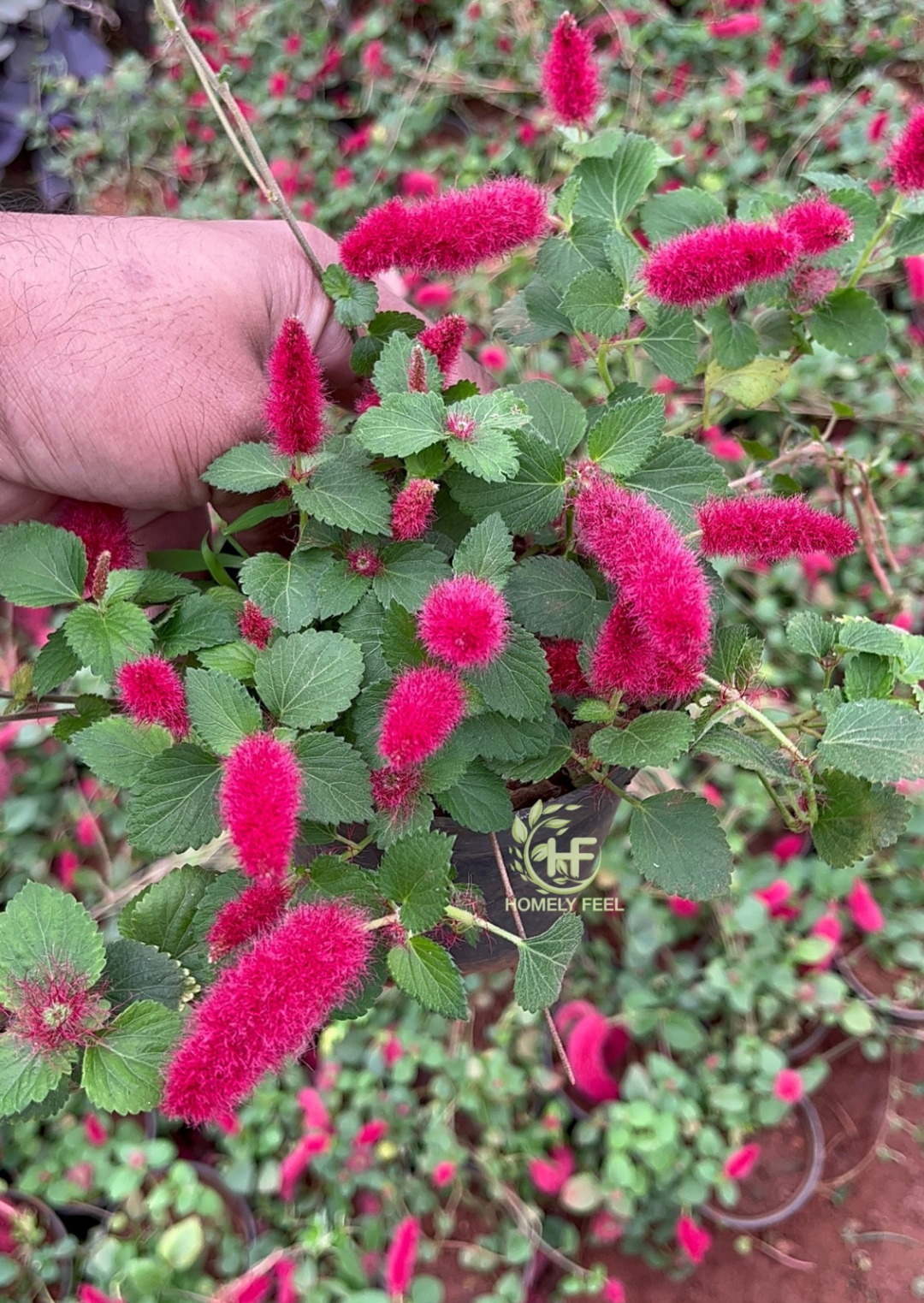 Acalypha Firetail Hanging Variety
