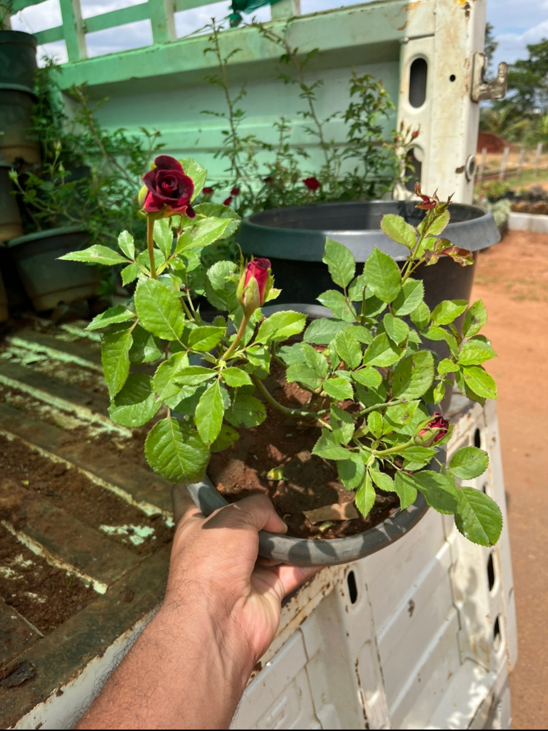 Black Rose