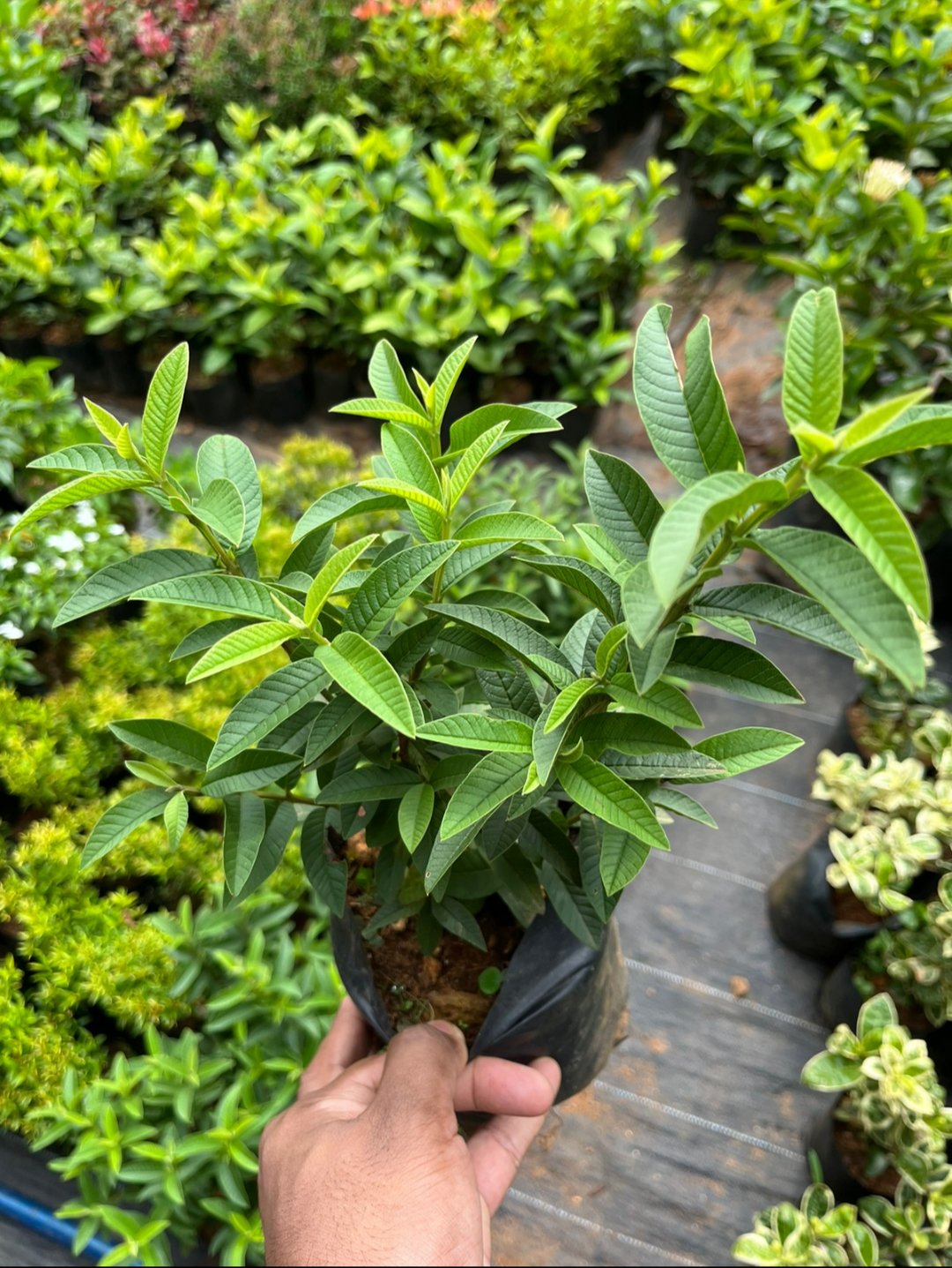 Dwarf Chinese Guava