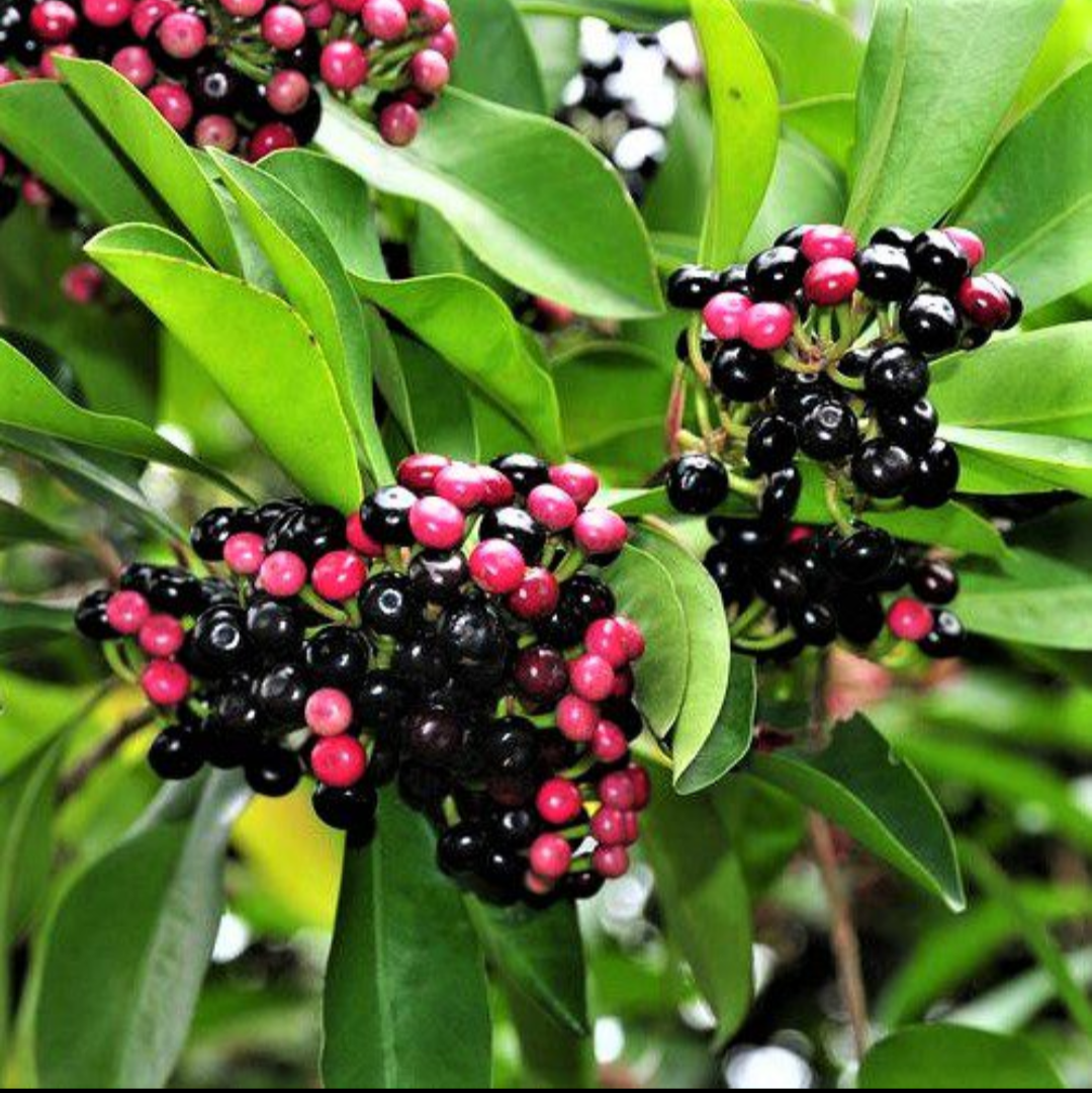 Kili Njaval(Ardisia Elliptica)