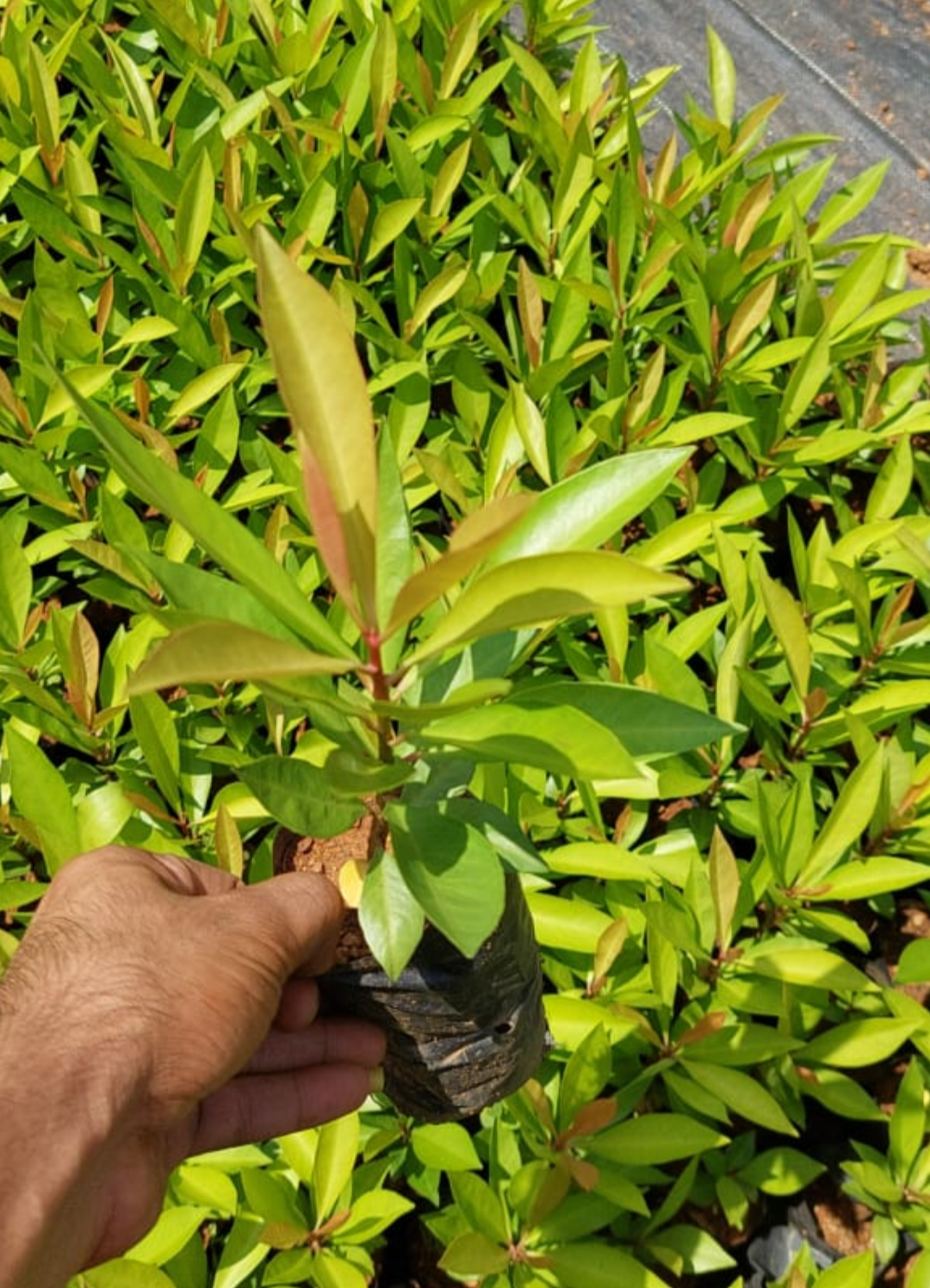 Kili Njaval(Ardisia Elliptica)