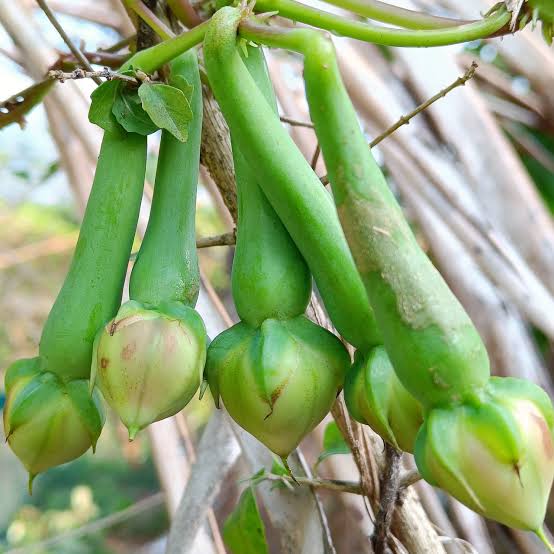 Clove Beans(നിത്യ വഴുതന) seed