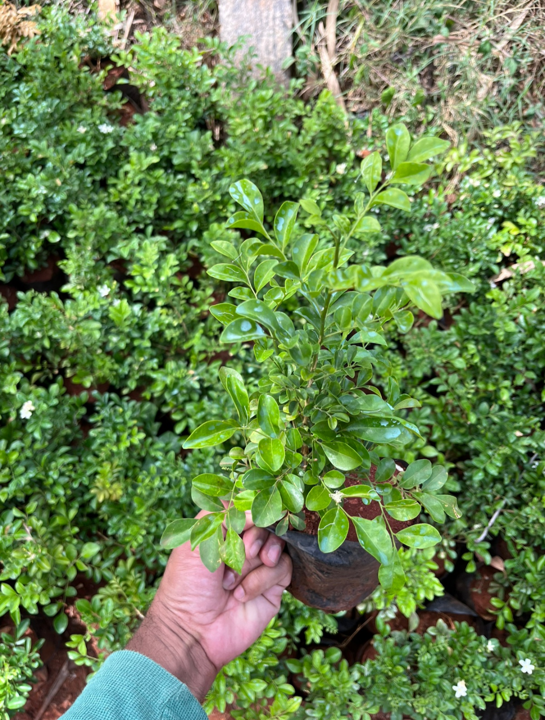 Murraya Semi Dwarf