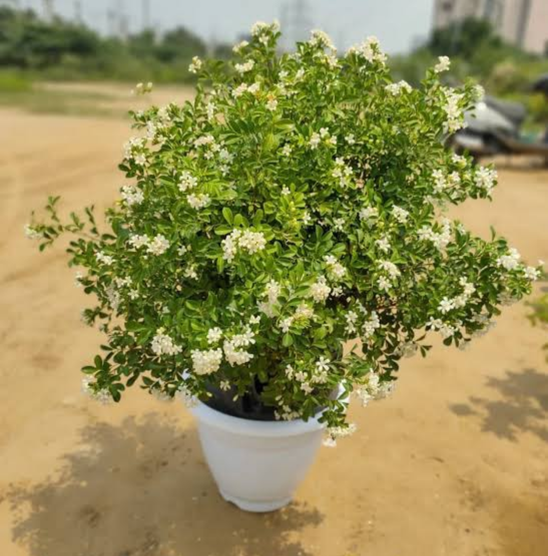 Murraya Semi Dwarf