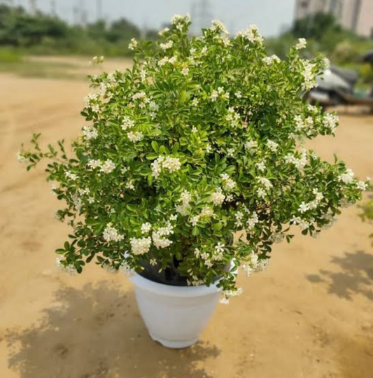 Murraya Semi Dwarf/Maramulla