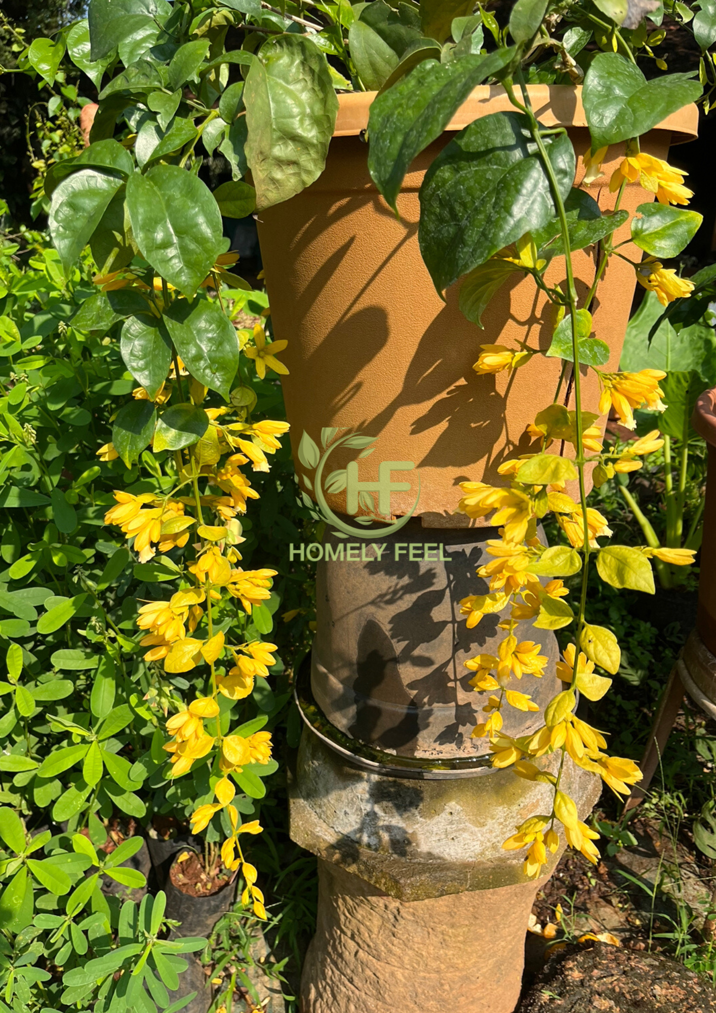 Golden Cascade