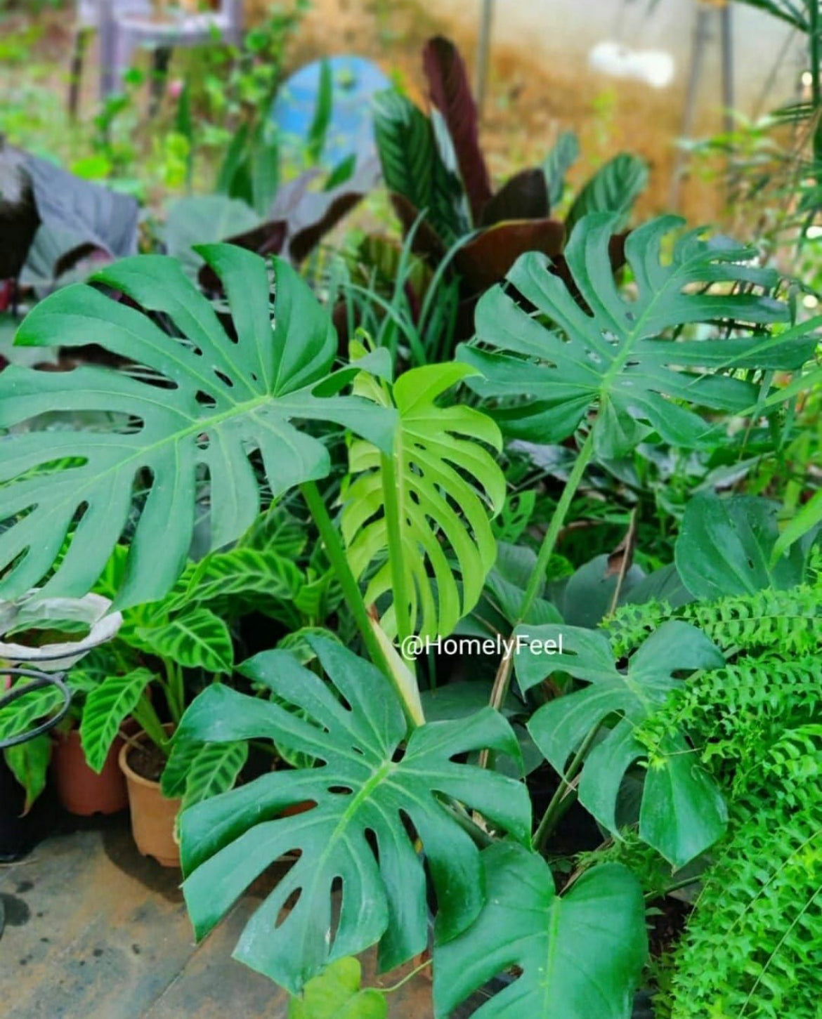 Monstera Deliciousa