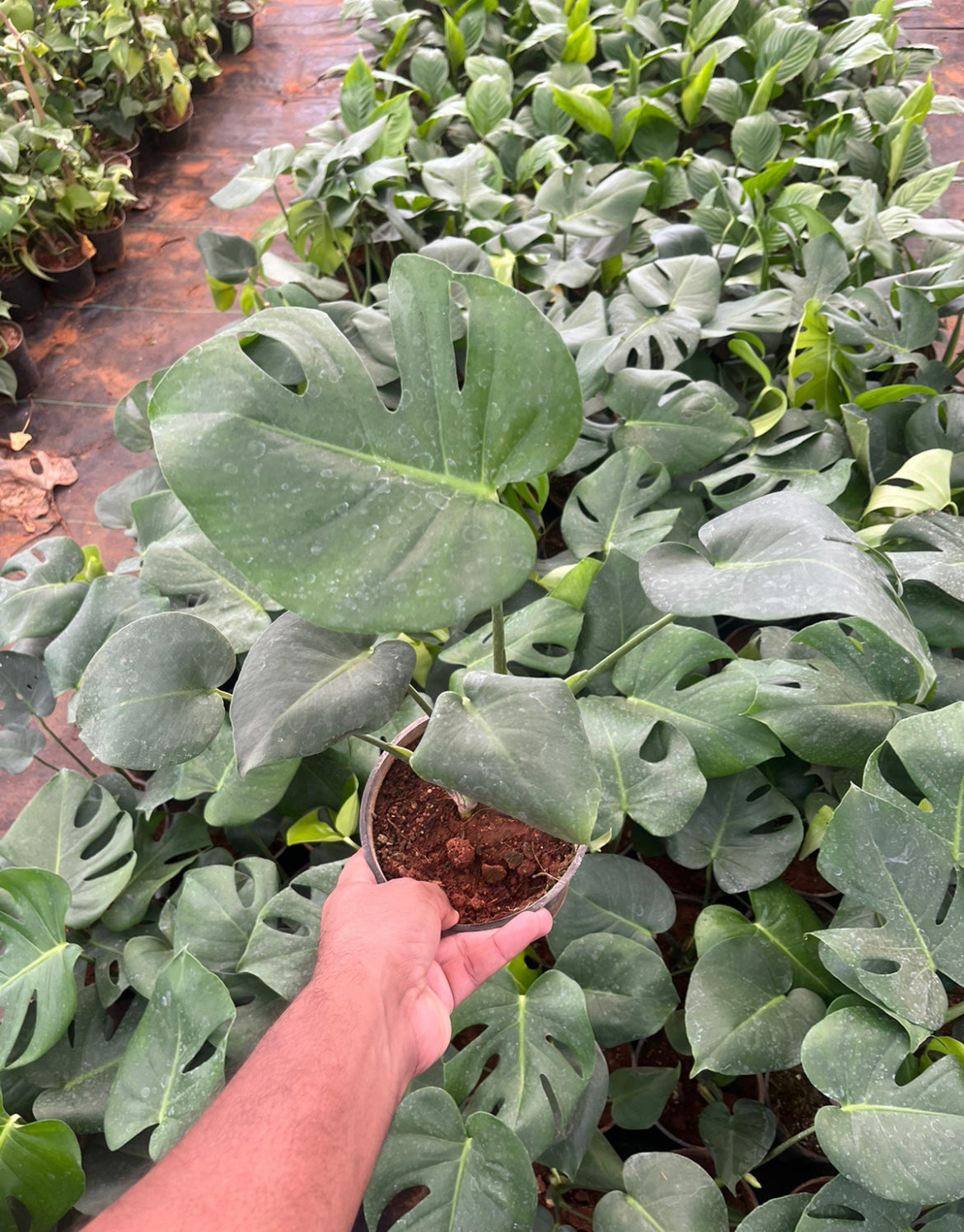 Monstera Deliciousa