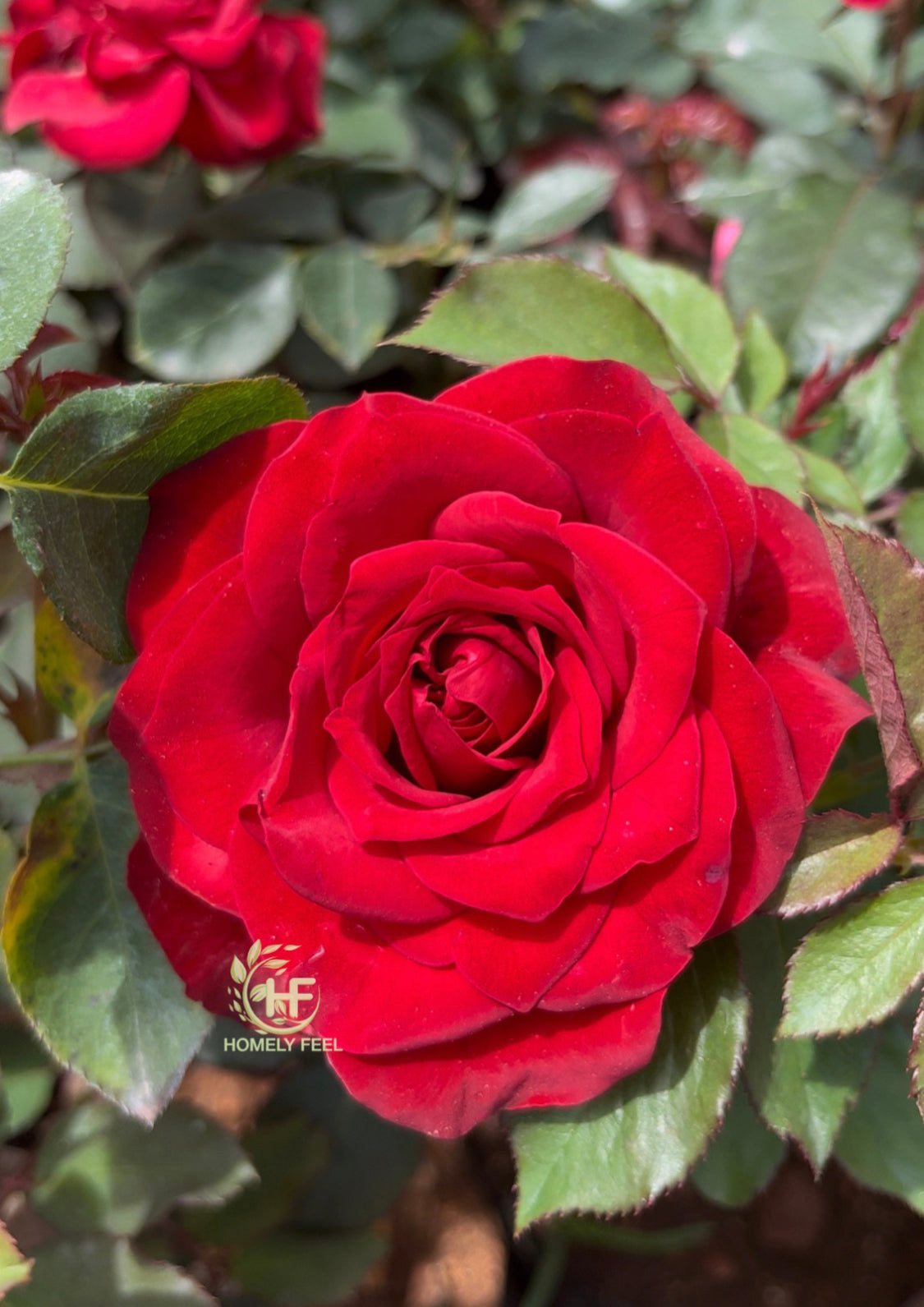 Roses(Budded/Grafted) – Homely Feel Gardens
