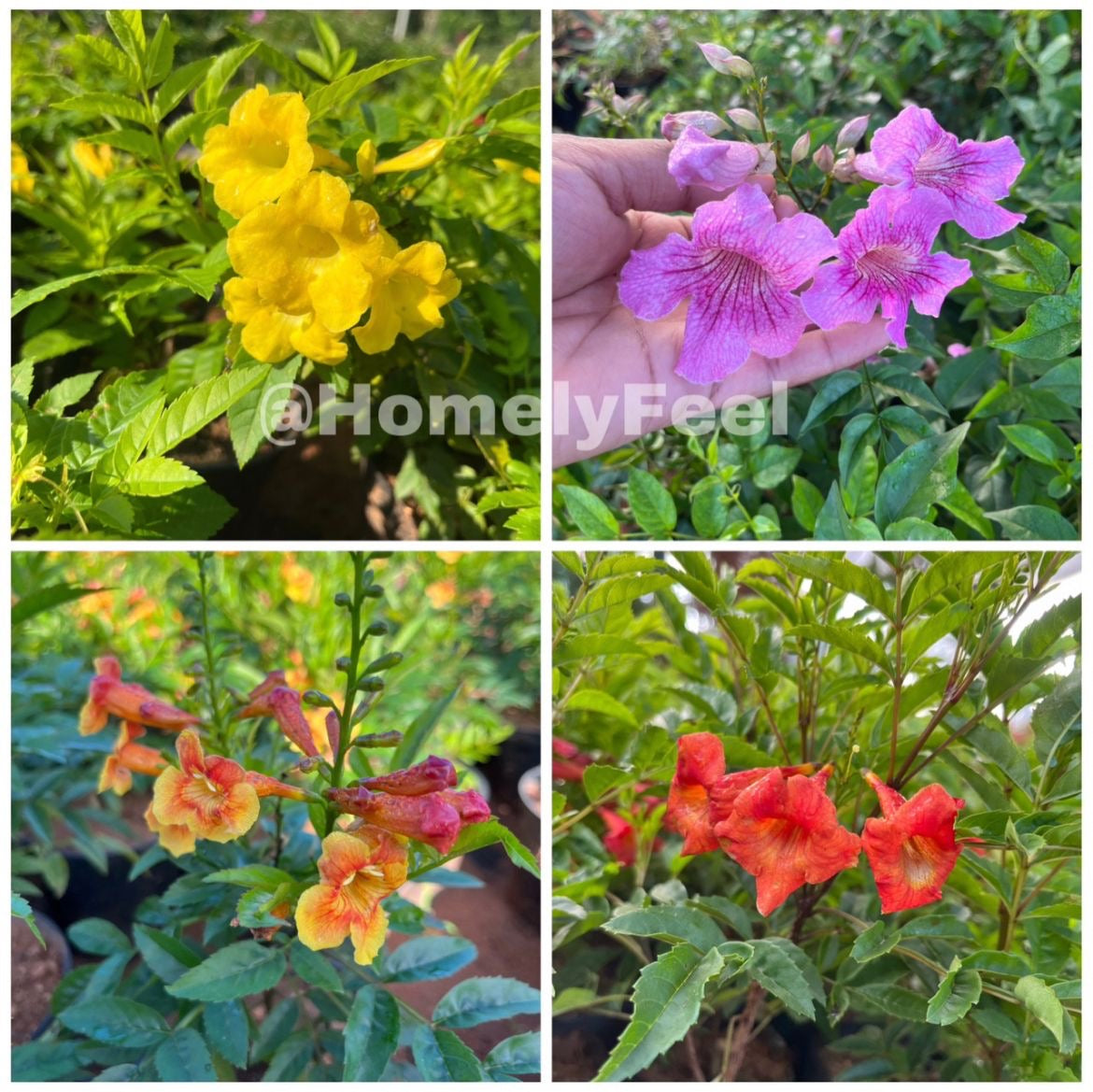Tecoma Varieties – Homely Feel Gardens
