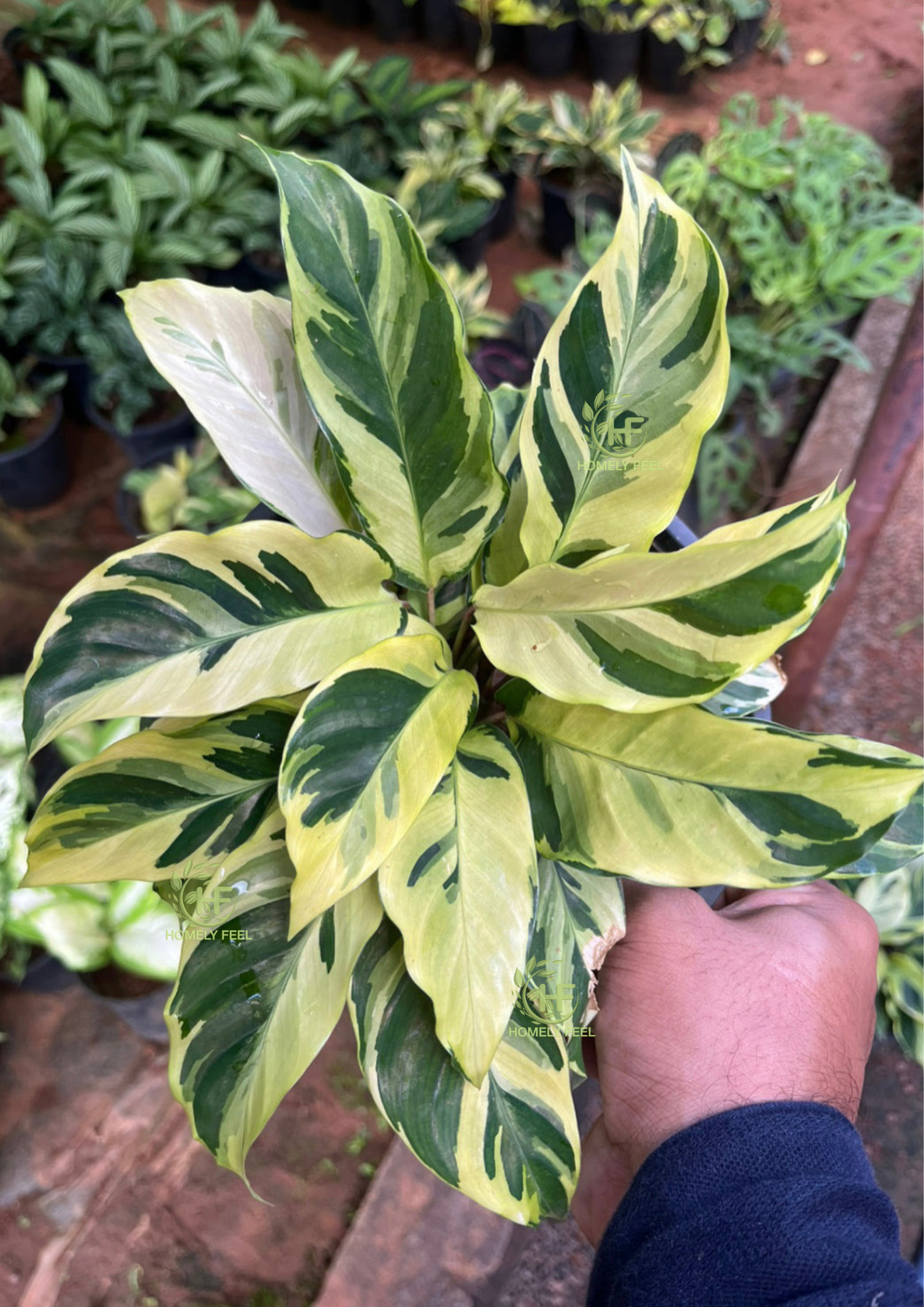 Calathea/ Maranta Varieties – HomelyFeelGardens