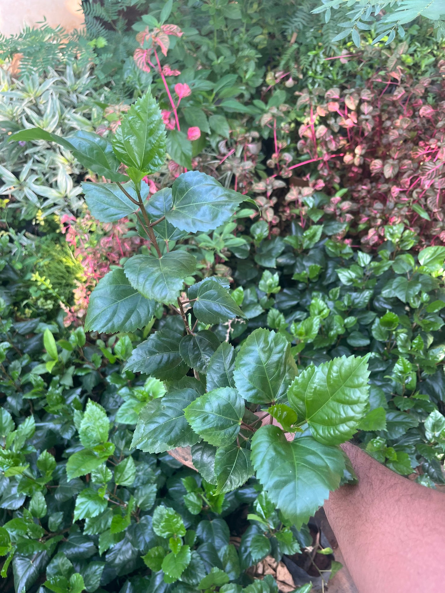 Hibiscus Peach Multipetal