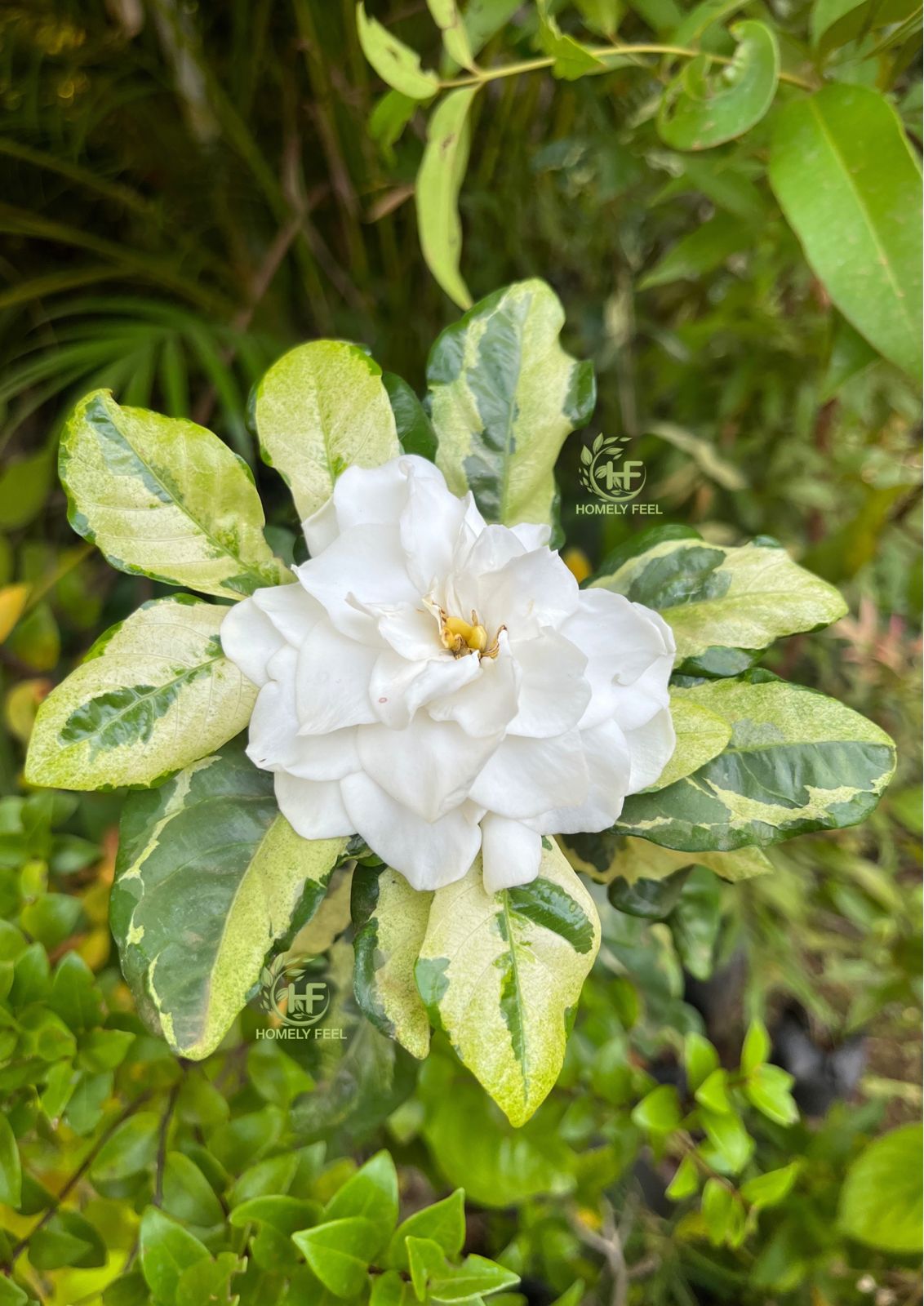 Gardenia Variegated