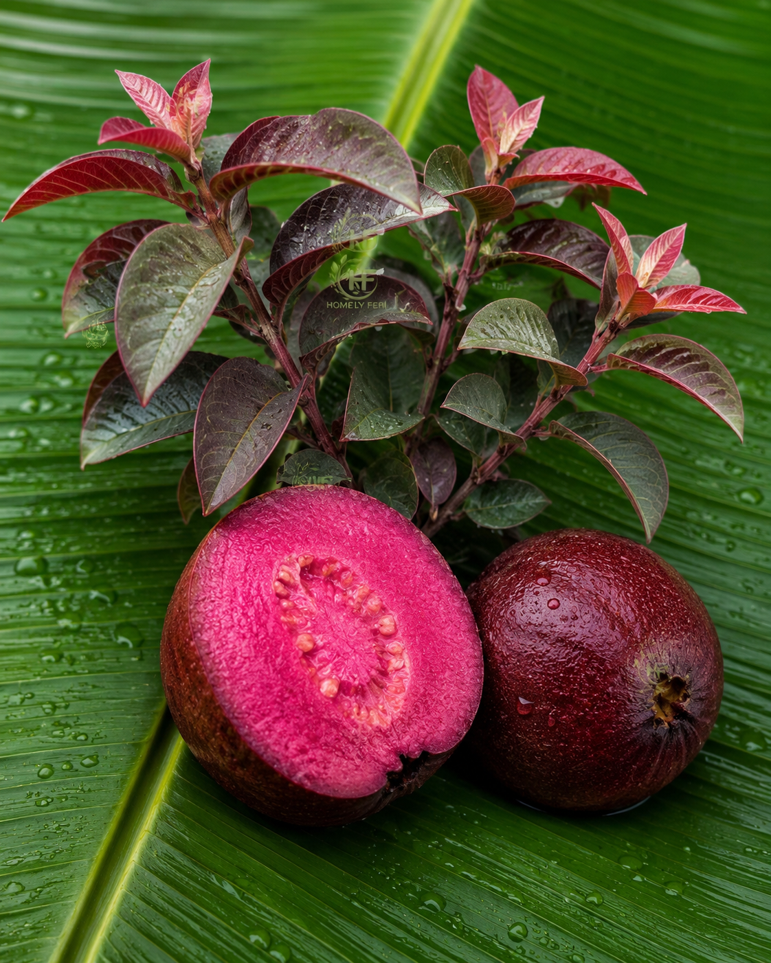 Dwarf Purple Guava(Layered Plant)