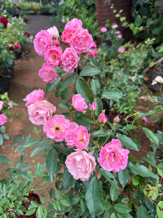 Floribunda Pink