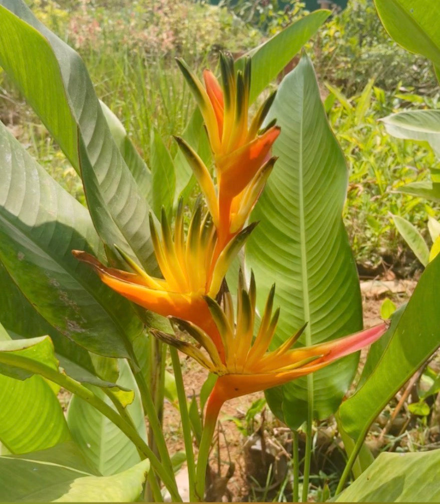 Heliconia Guyana