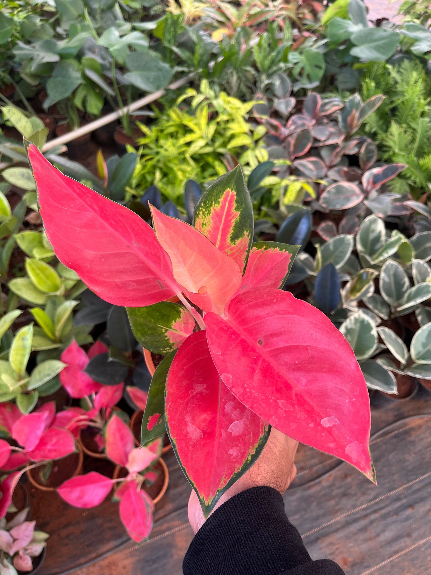 Aglaonema China Pink