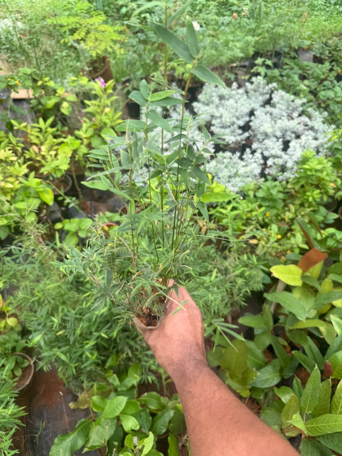 Miniature Bamboo
