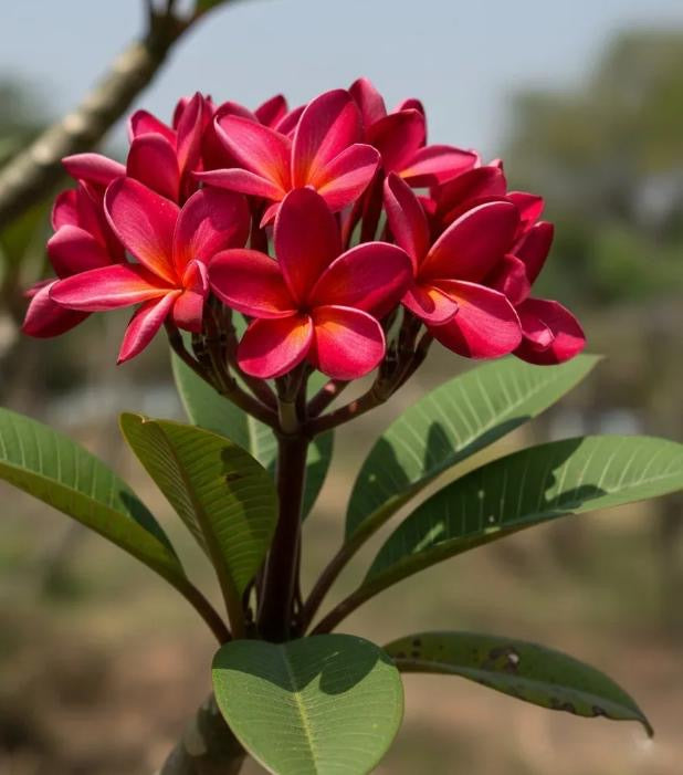 Plumeria Red