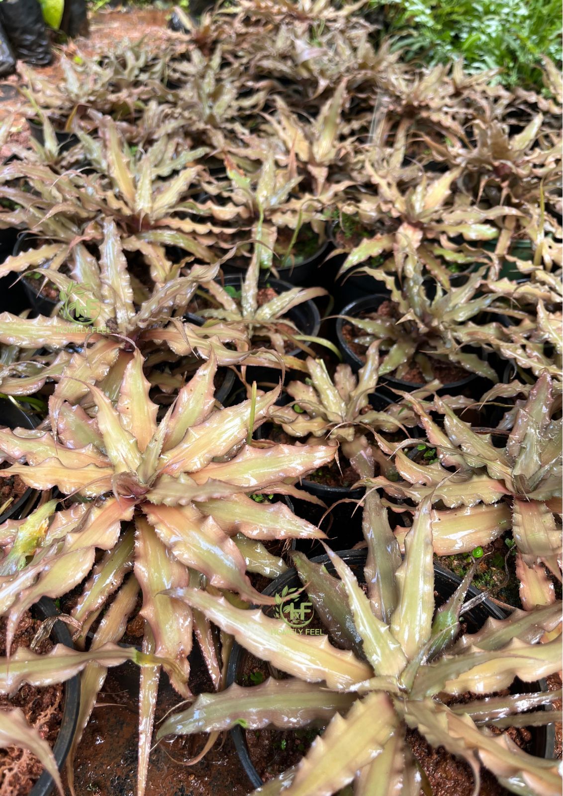 Cryptanthus