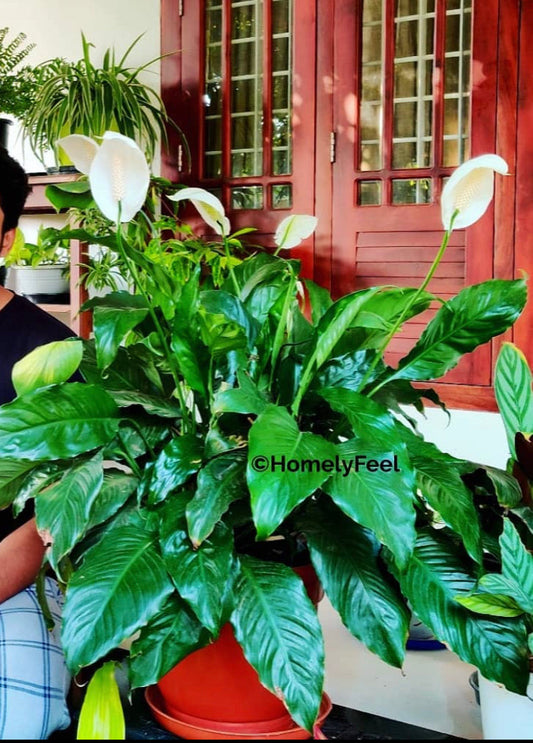Peace Lilly with flower (Spathiphyllum)