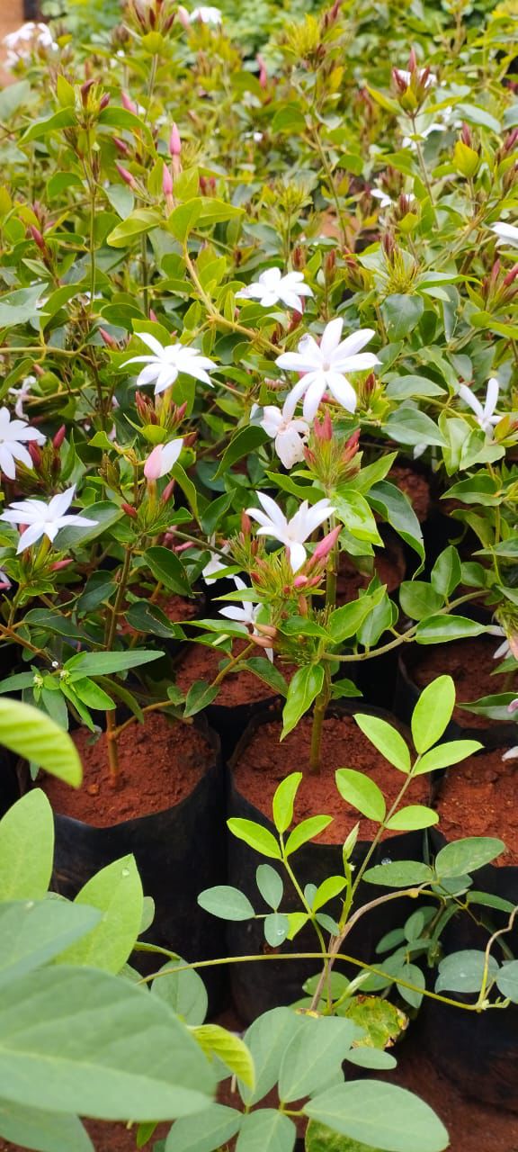 Kagda jasmine(pink bud)