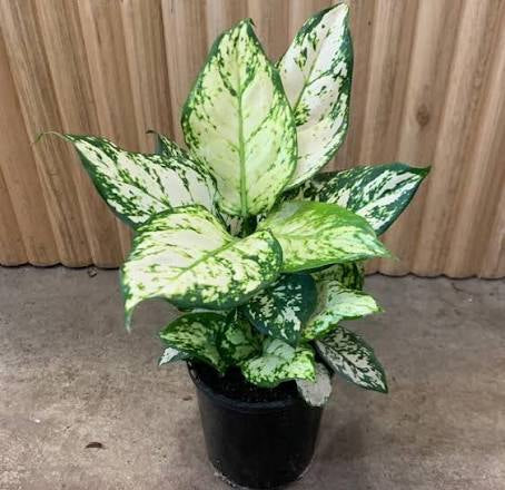 Aglaonema White Anyamanee