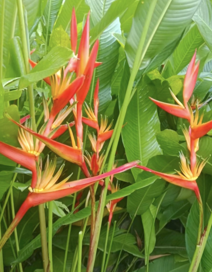 Heliconia Guyana