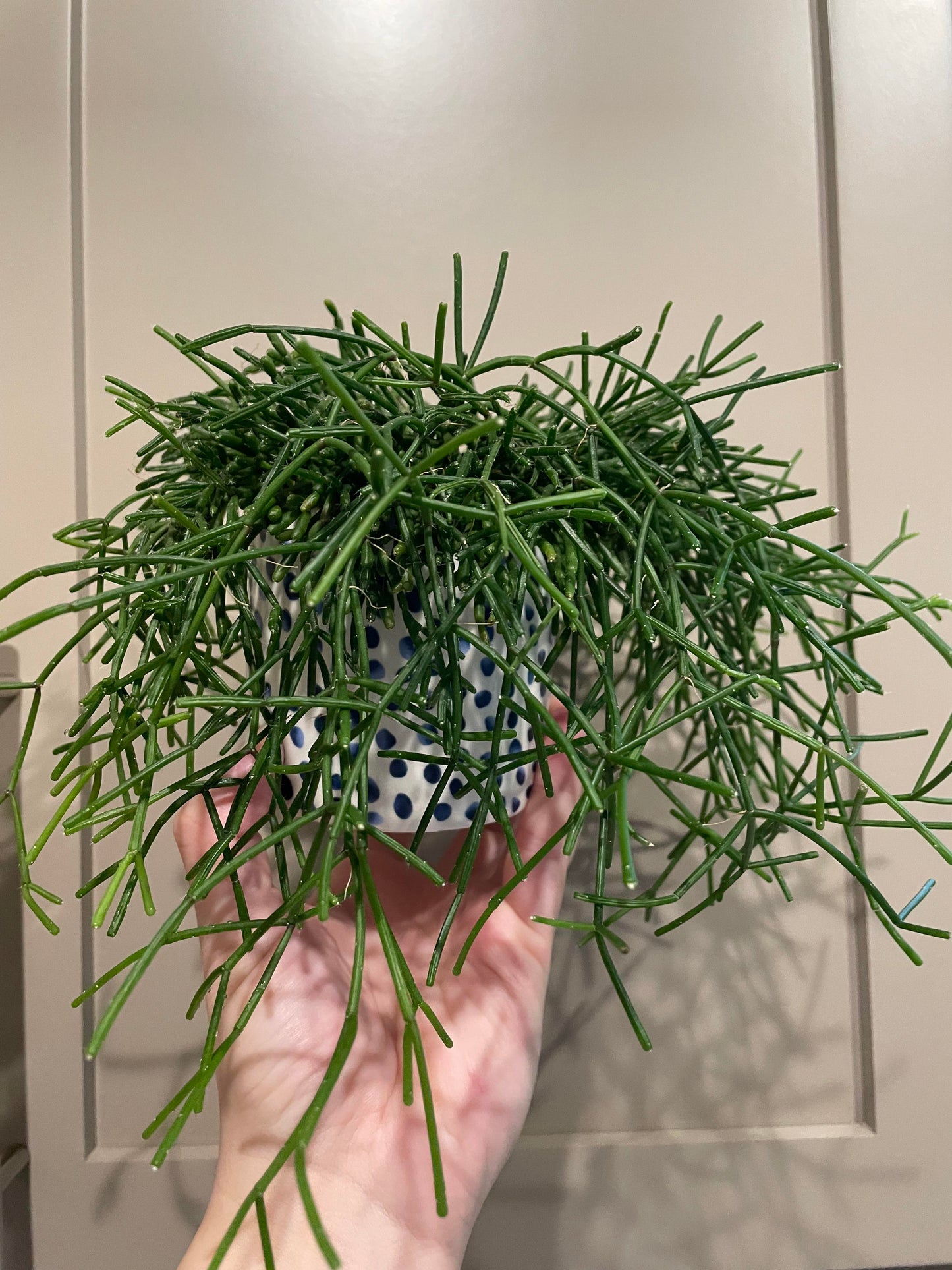 Pencil Cactus Miniature(3 plants combo)