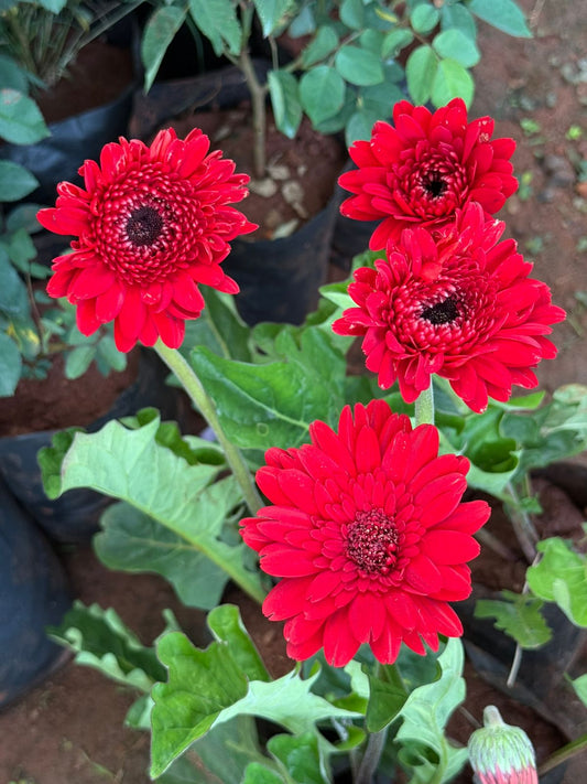 Gerbera Red R01