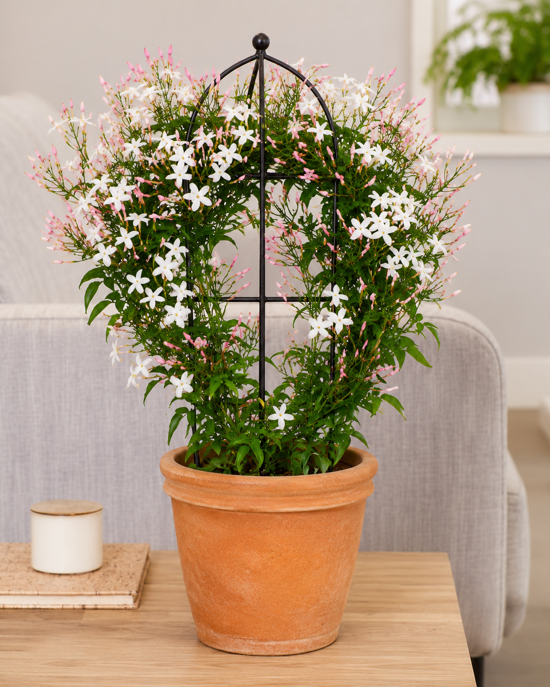 American Creeper Jasmine