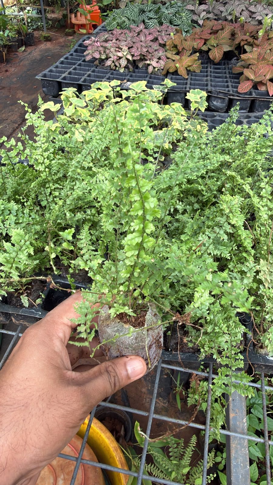 Fern Combo (5 varieties )