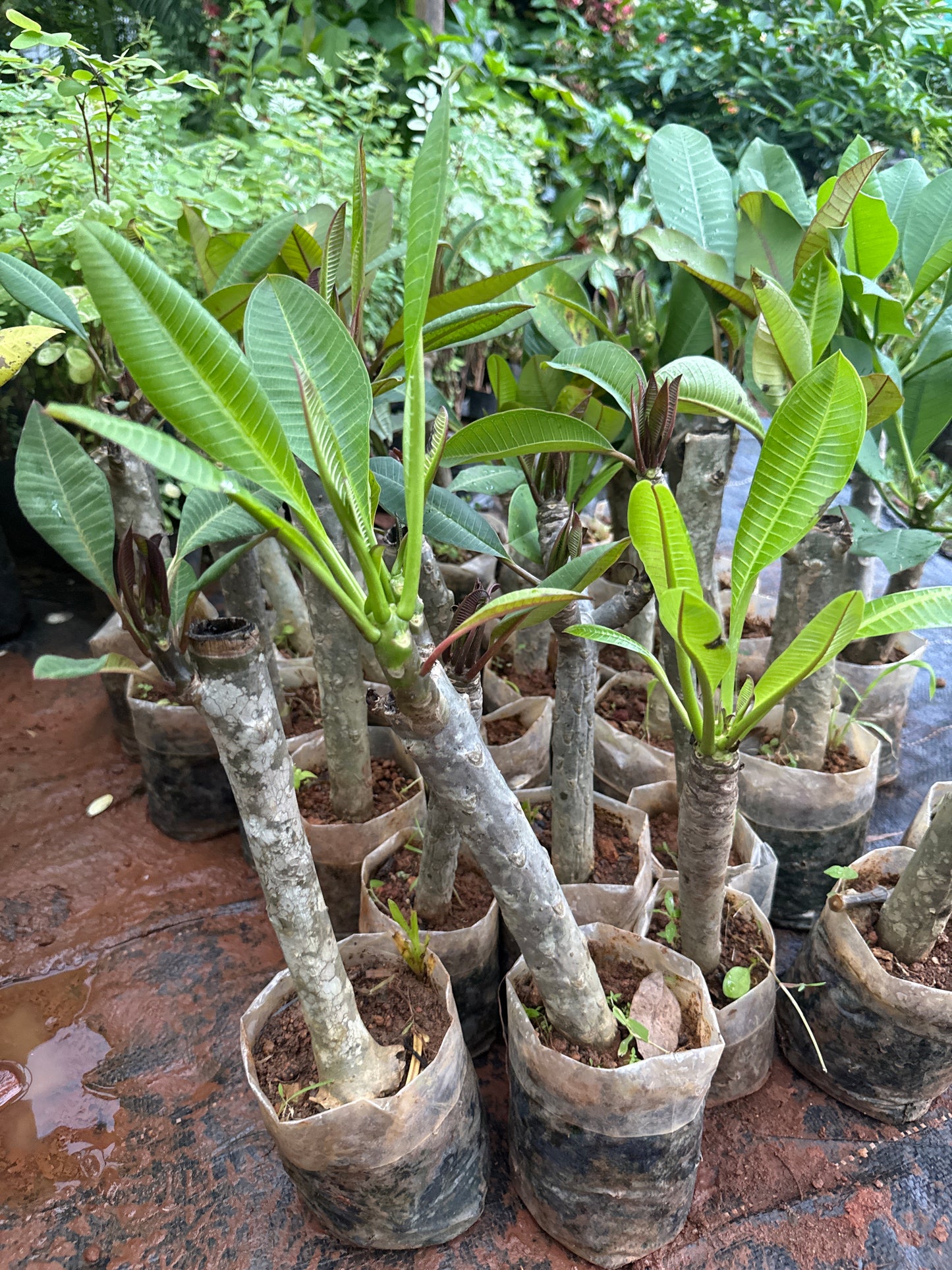 Plumeria Red