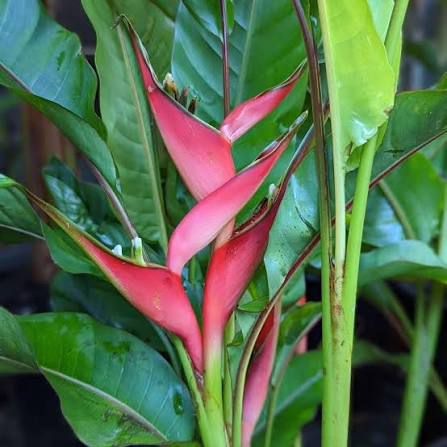 Heliconia Jamaican Dwarf