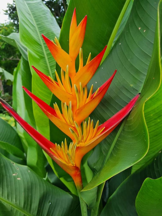 Heliconia Tropics