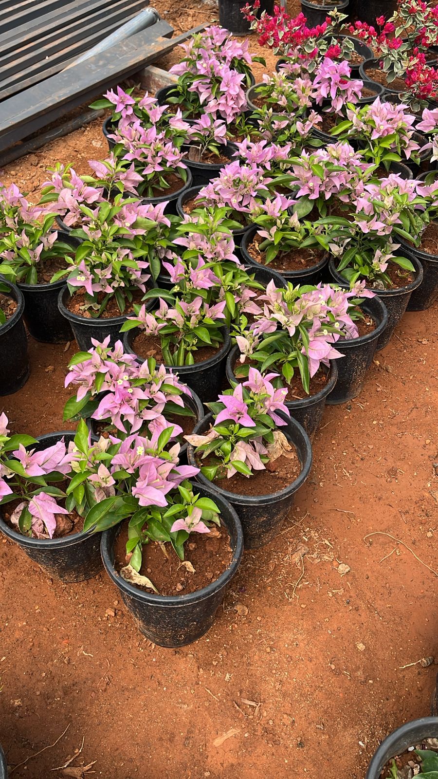 Bougainvillea SP Singh Pink(Pune Pink) Hybrid