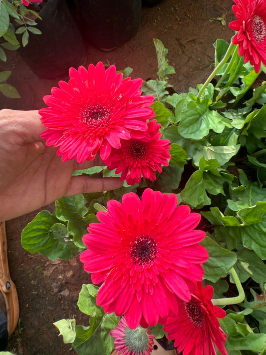 Gerbera Red R02