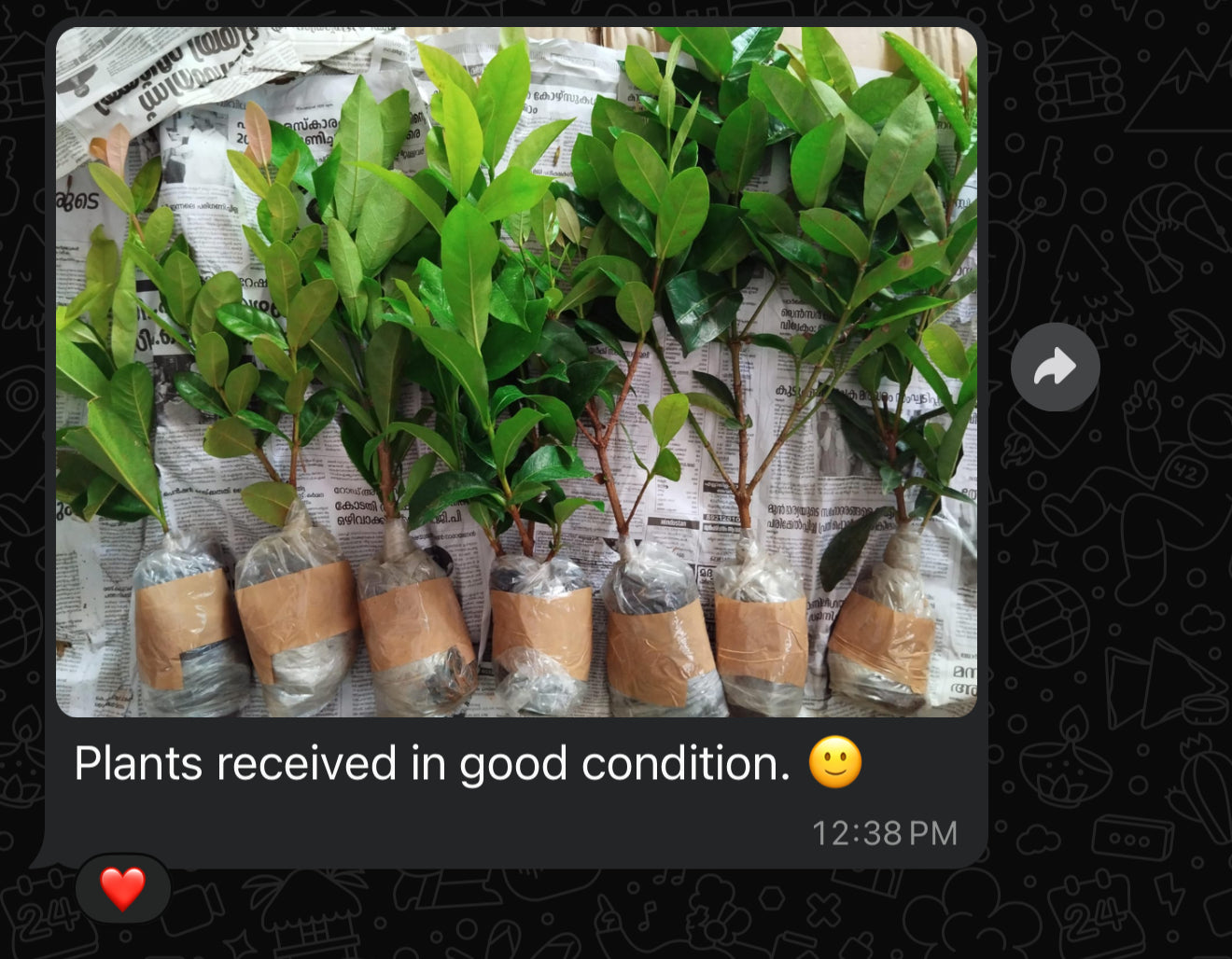 Ixora Combo(7 Varieties)