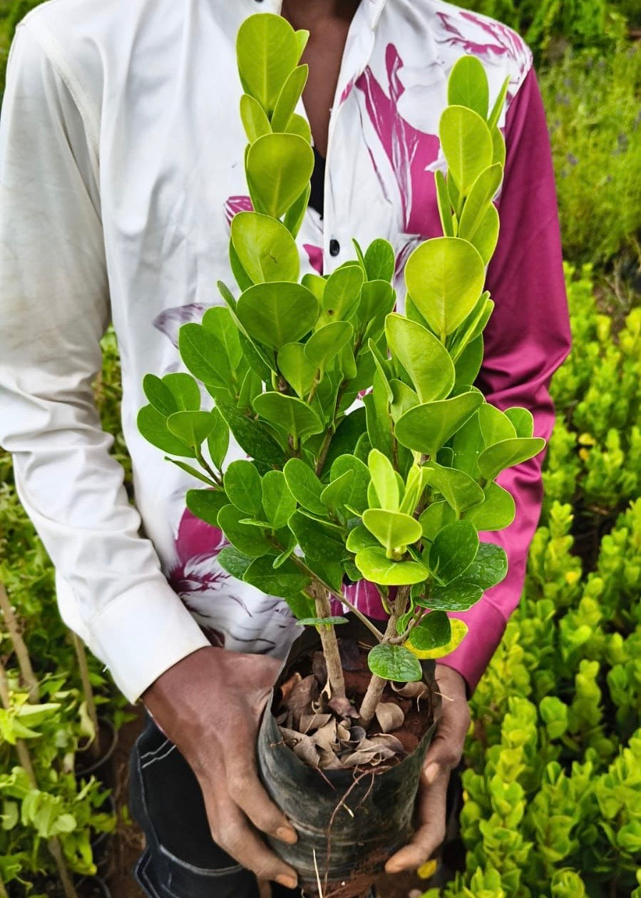 Ficus Apollo