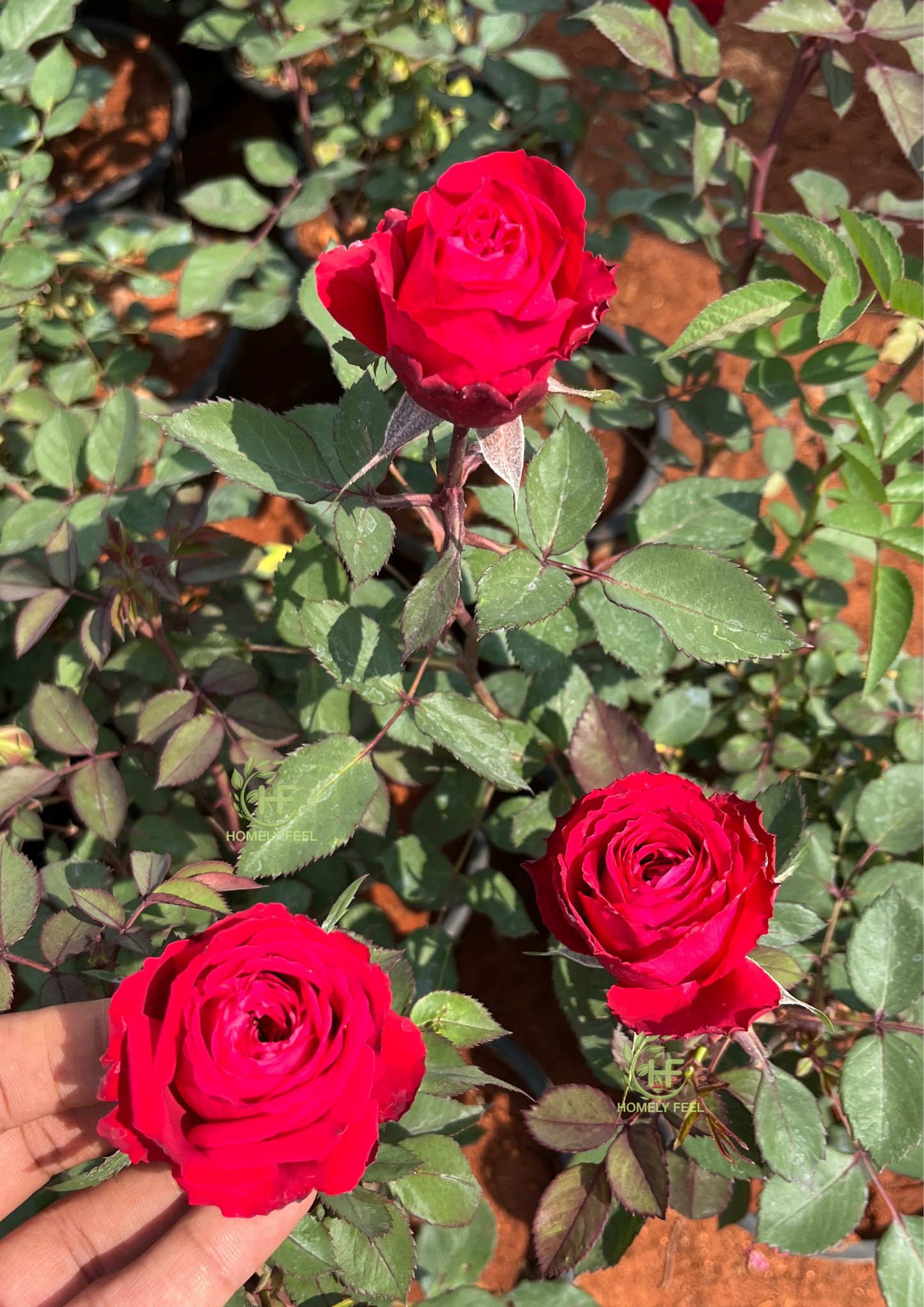 Apple Red Rose