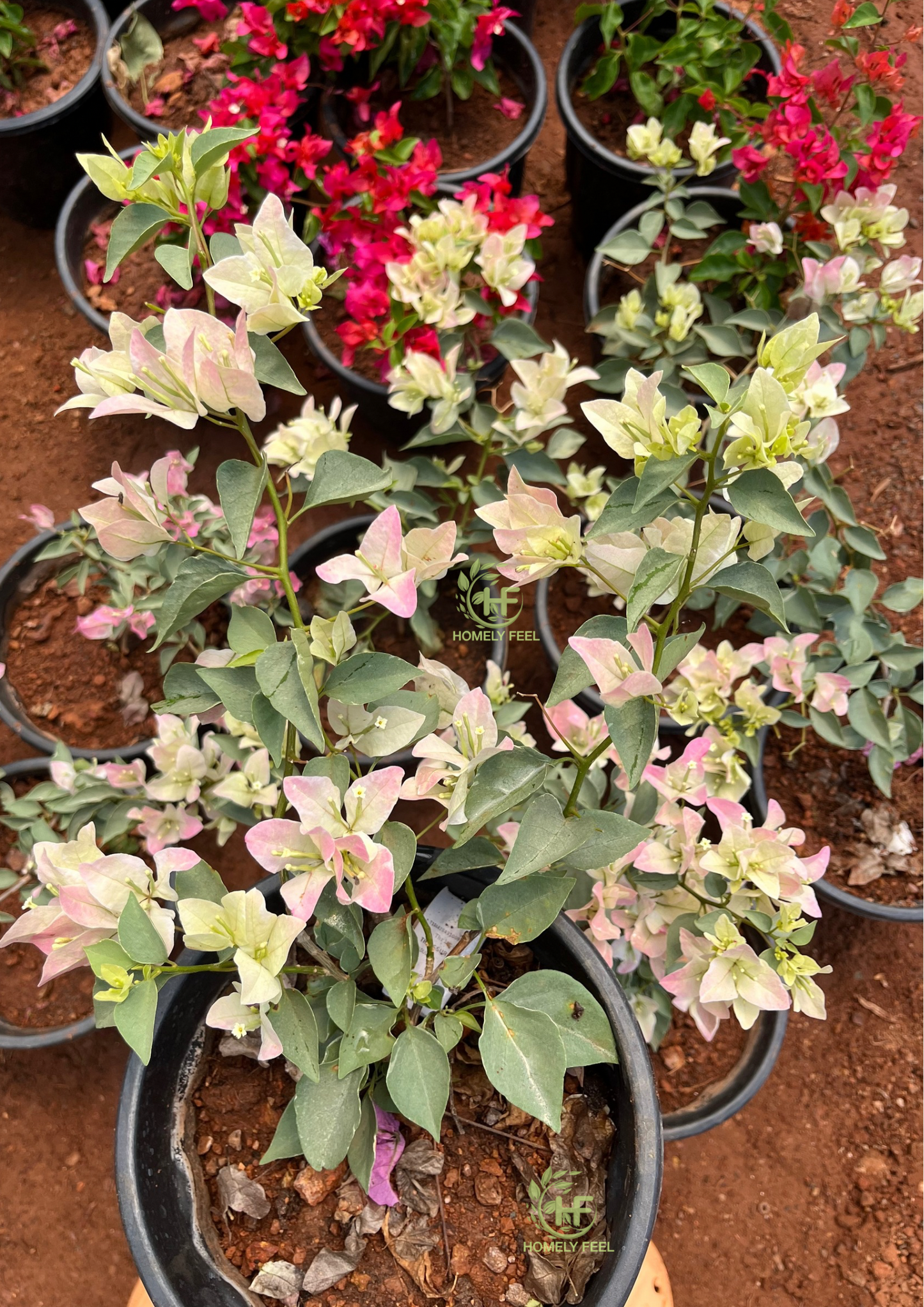 Bougainvillea Silver Pink Hybrid