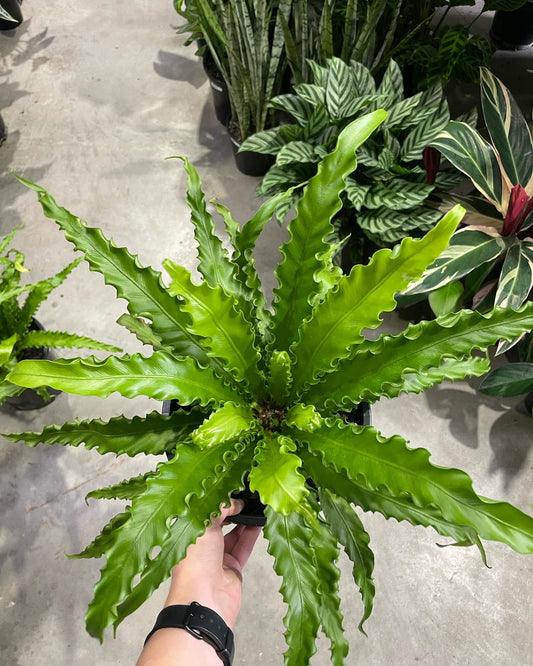 Birds’s Nest Fern”Osaka”
