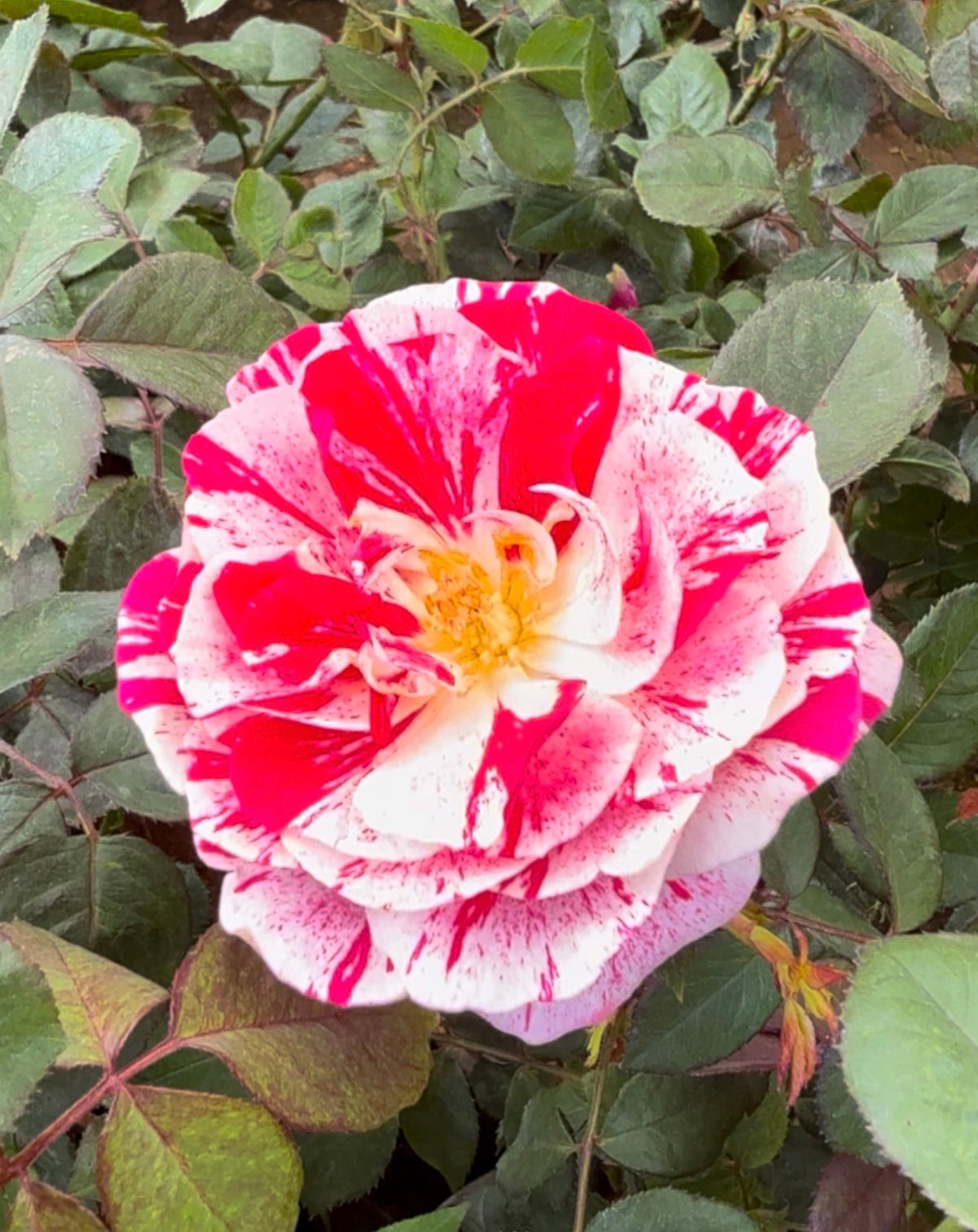 Scentimental Rose(Scented)