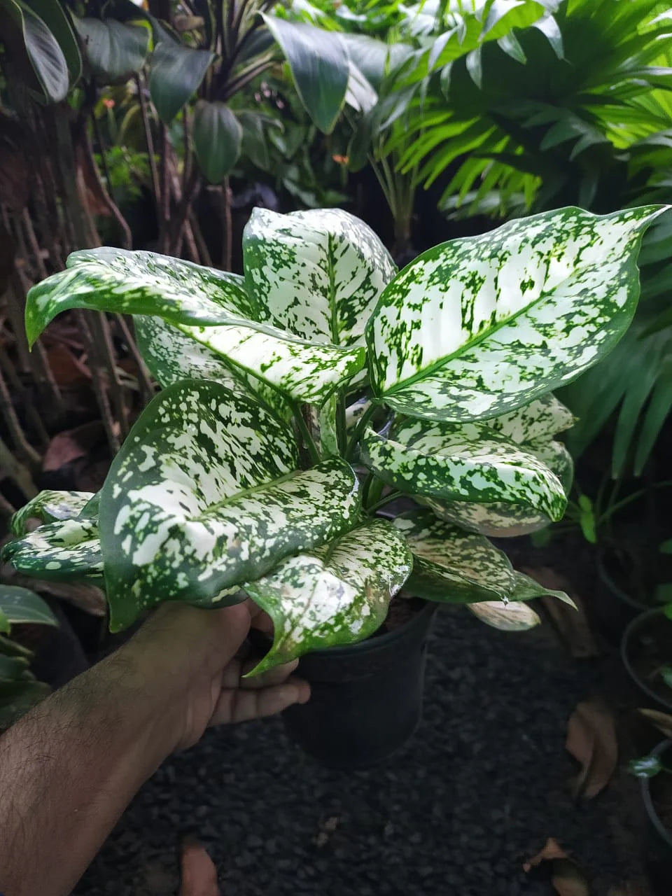 Aglaonema White Anyamanee