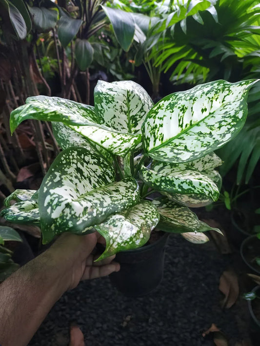 Aglaonema White Anyamanee