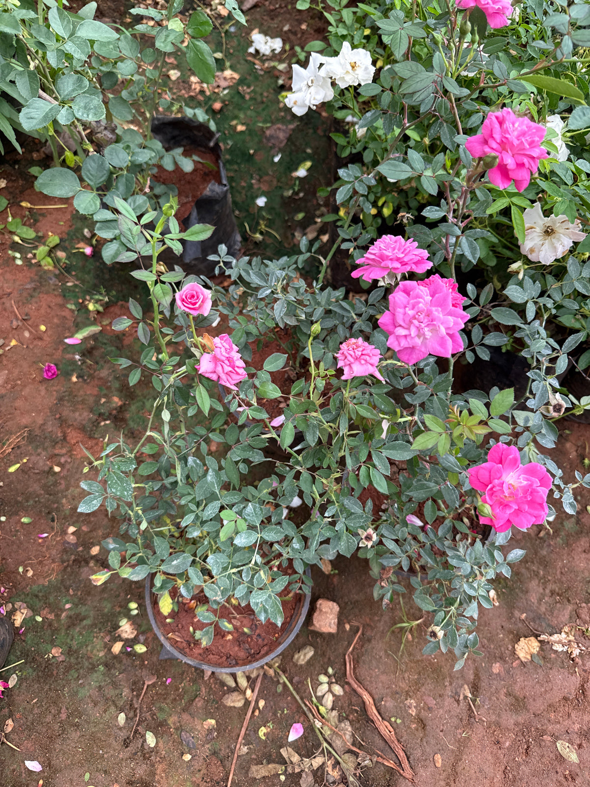 Creeper Rose baby pink HF2 (Own Rooted)