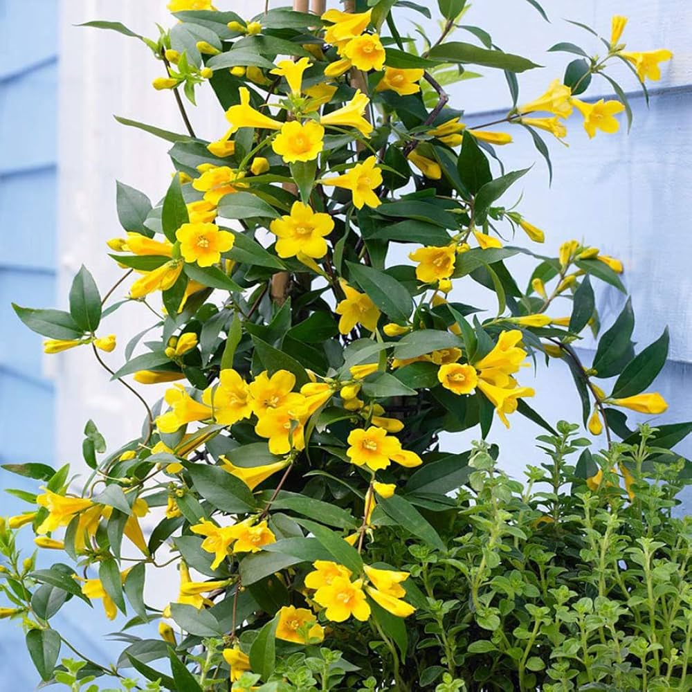 Yellow Jasmine(2 Plants combo)