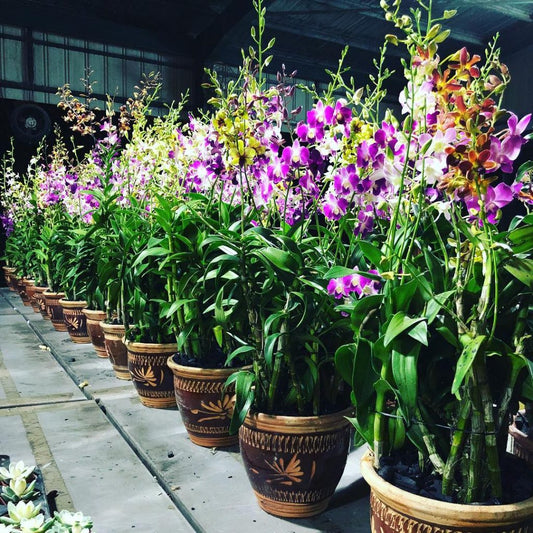 Dendrobium Orchid(colour unknown) seedling